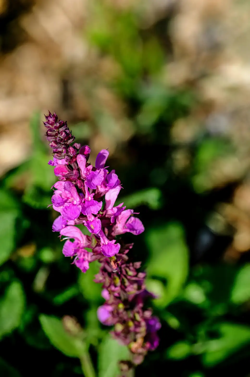 salvia in sunlight garden
