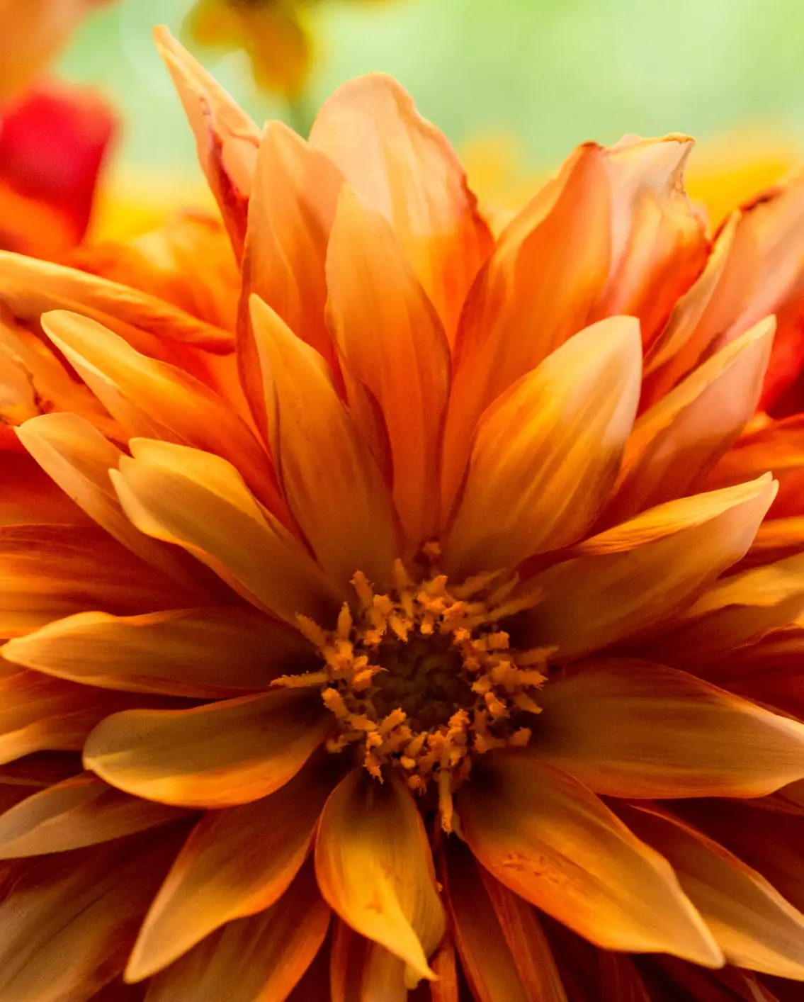 dahlia different flower shapes