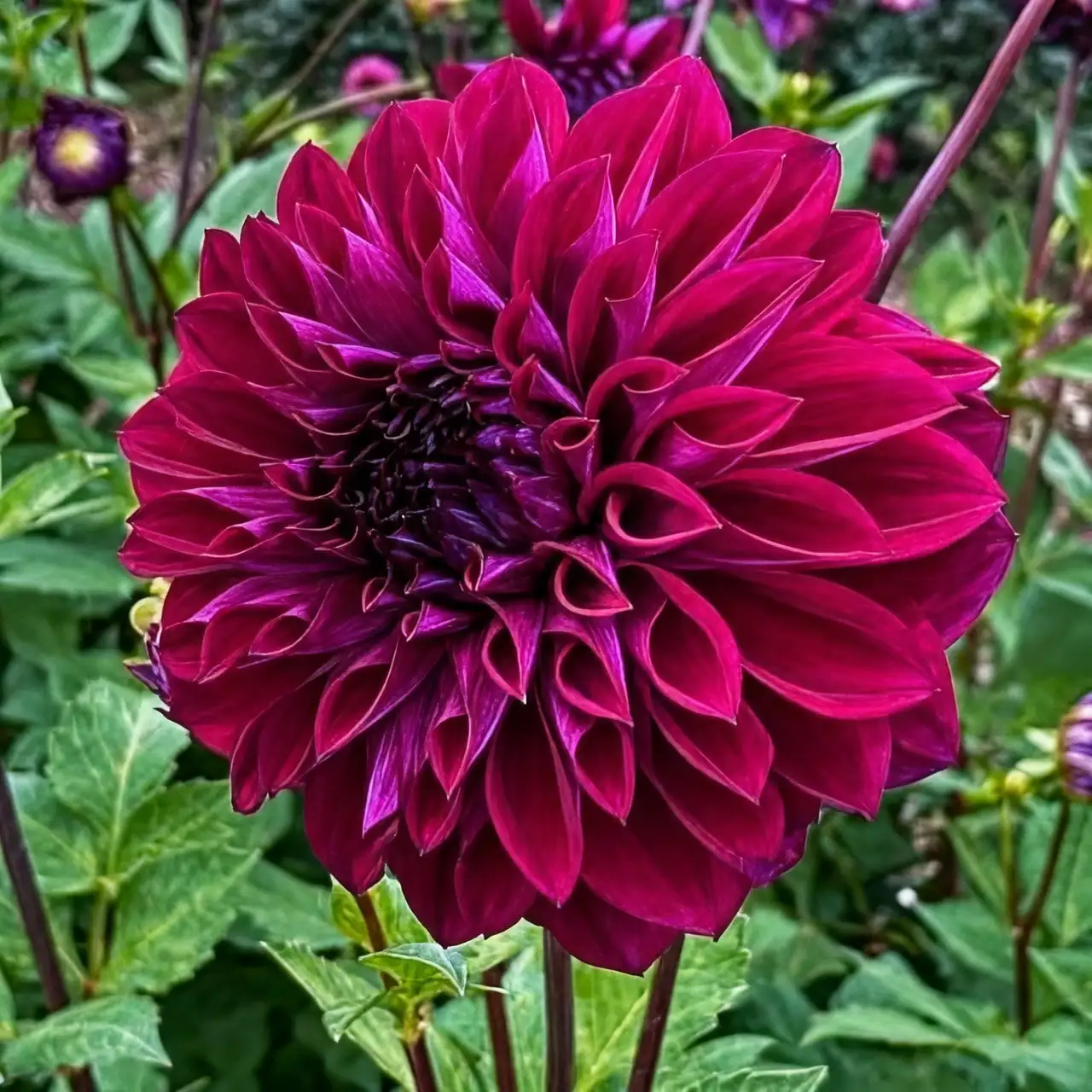 large dahlia flower variety