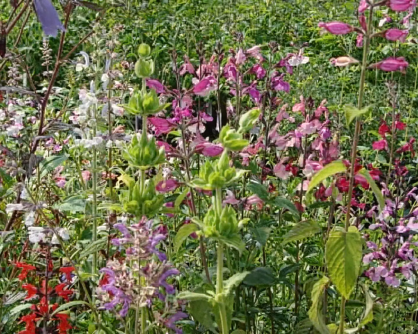 salvia in mixed flower bed