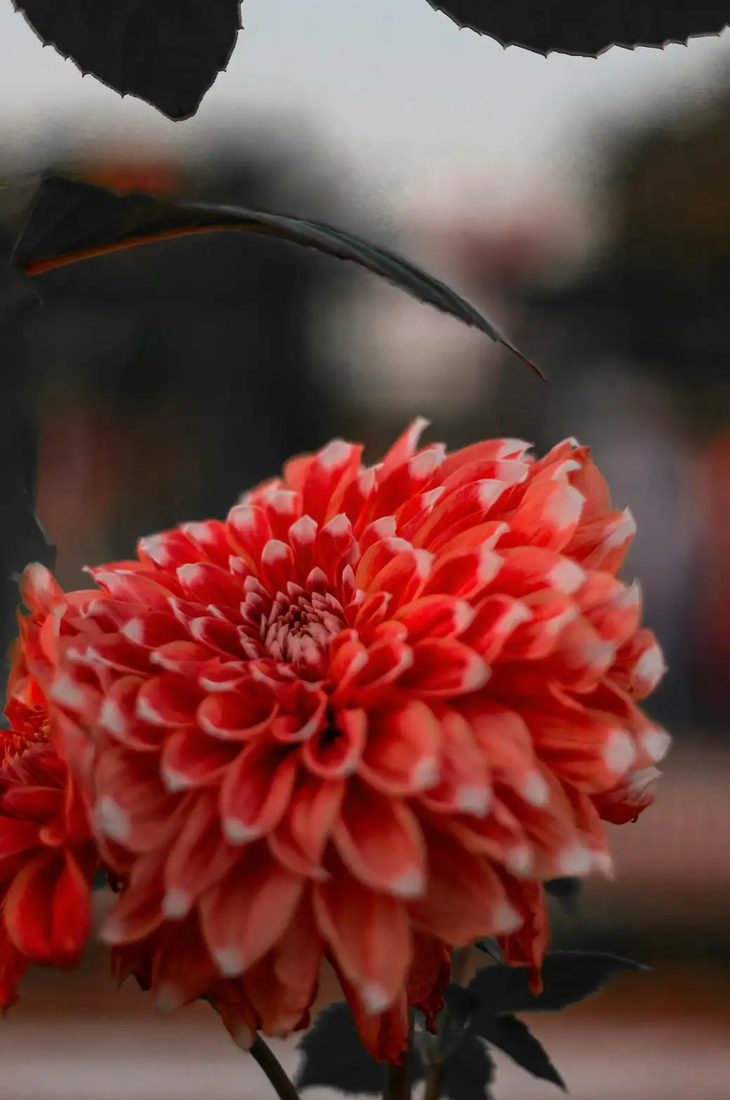red dahlia flower vibrant