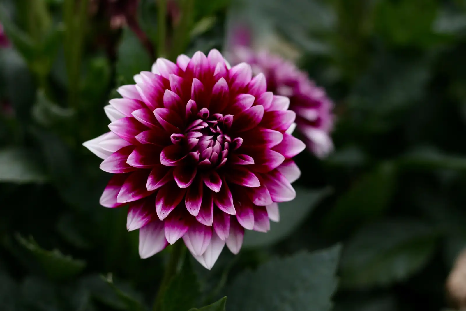 purple dahlia flower romantic