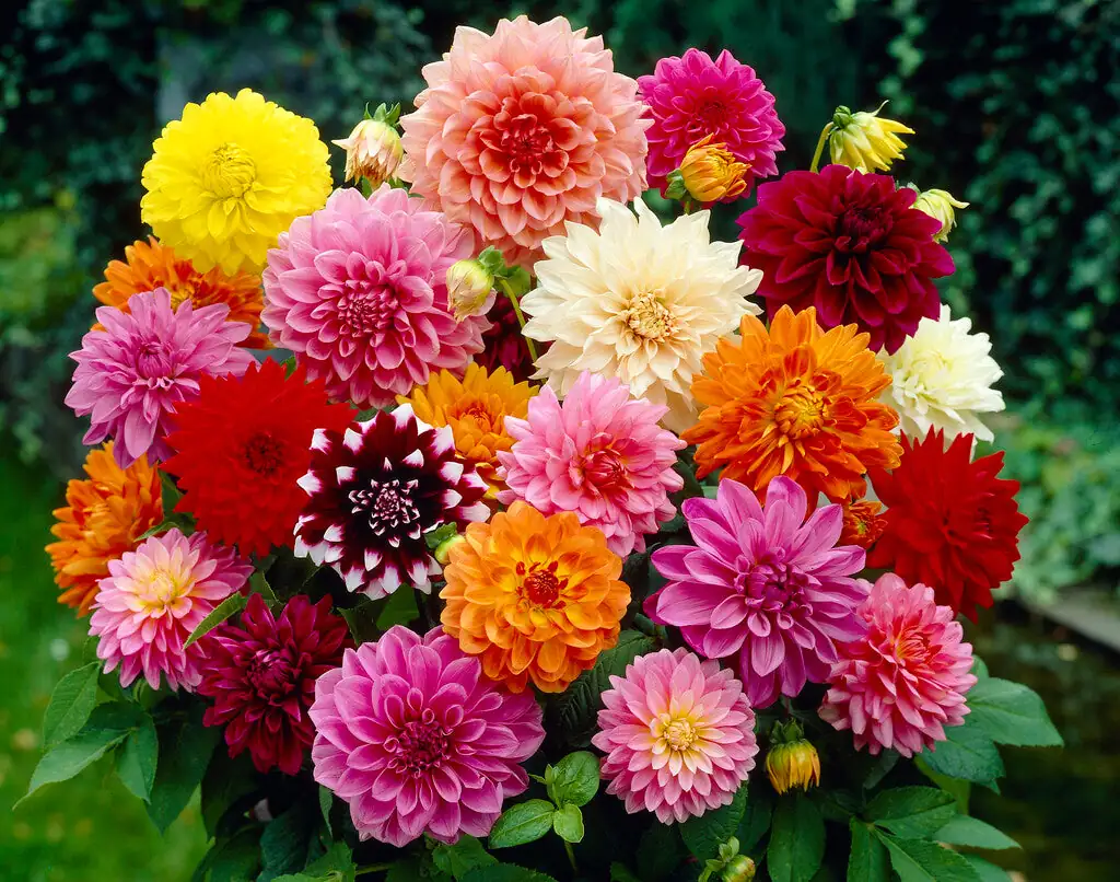 dahlia planting care garden