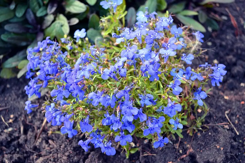 colorful salvia flower bed