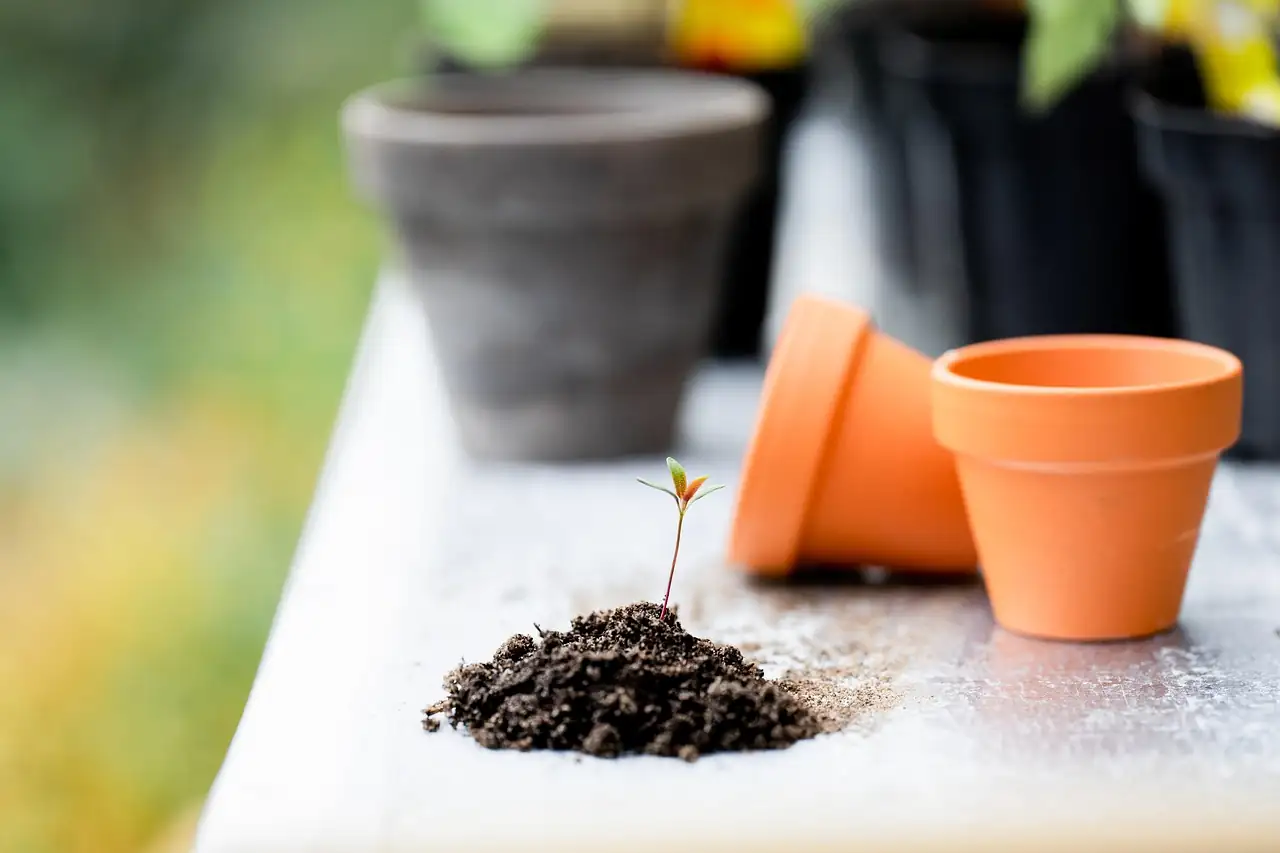 potted plant with healthy soil