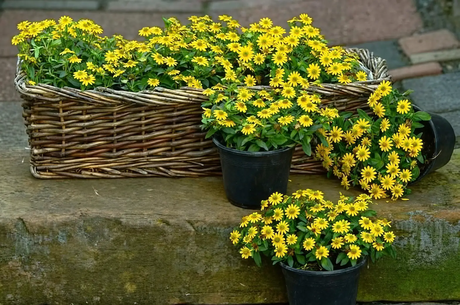 potted salvia on sunny balcony