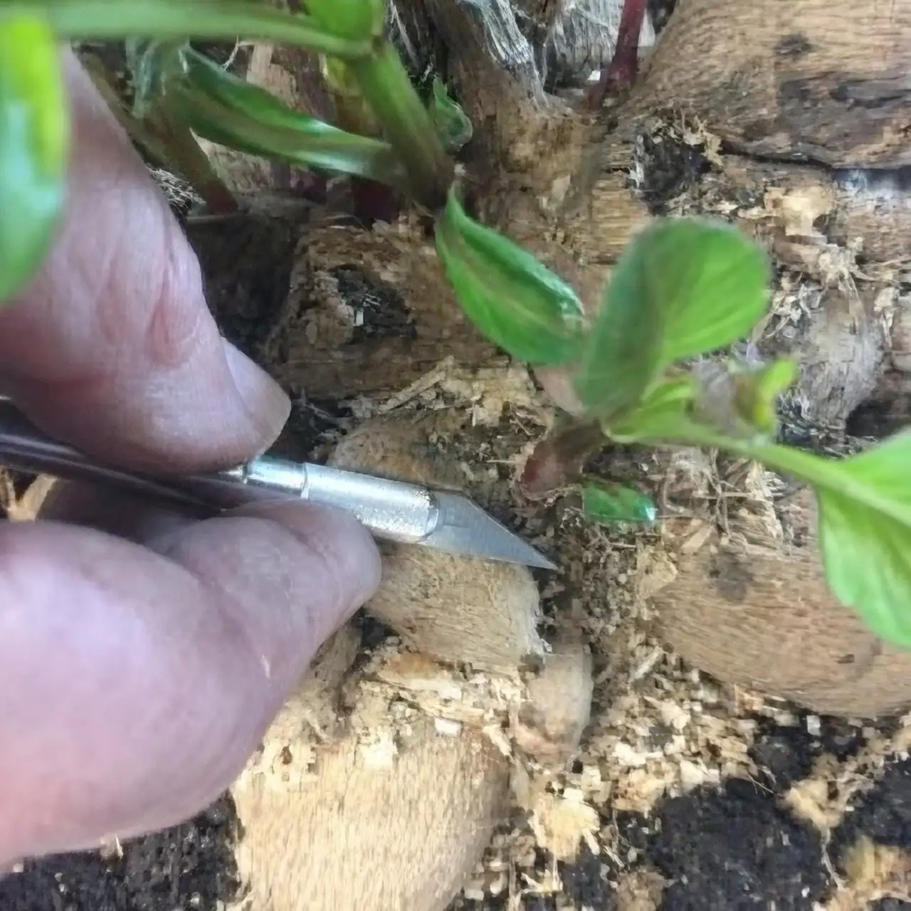 dahlia cutting propagation