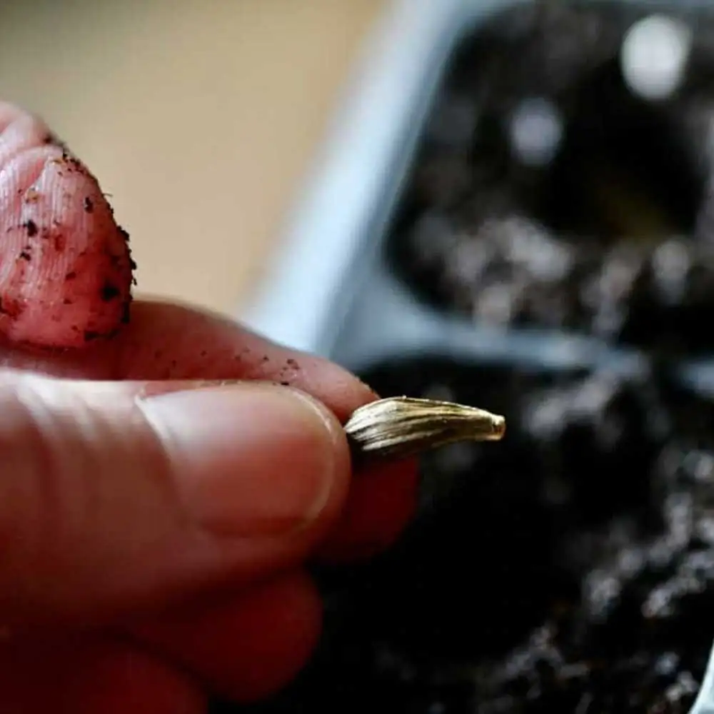 dahlia seed germination process