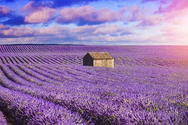 lavender field close-up