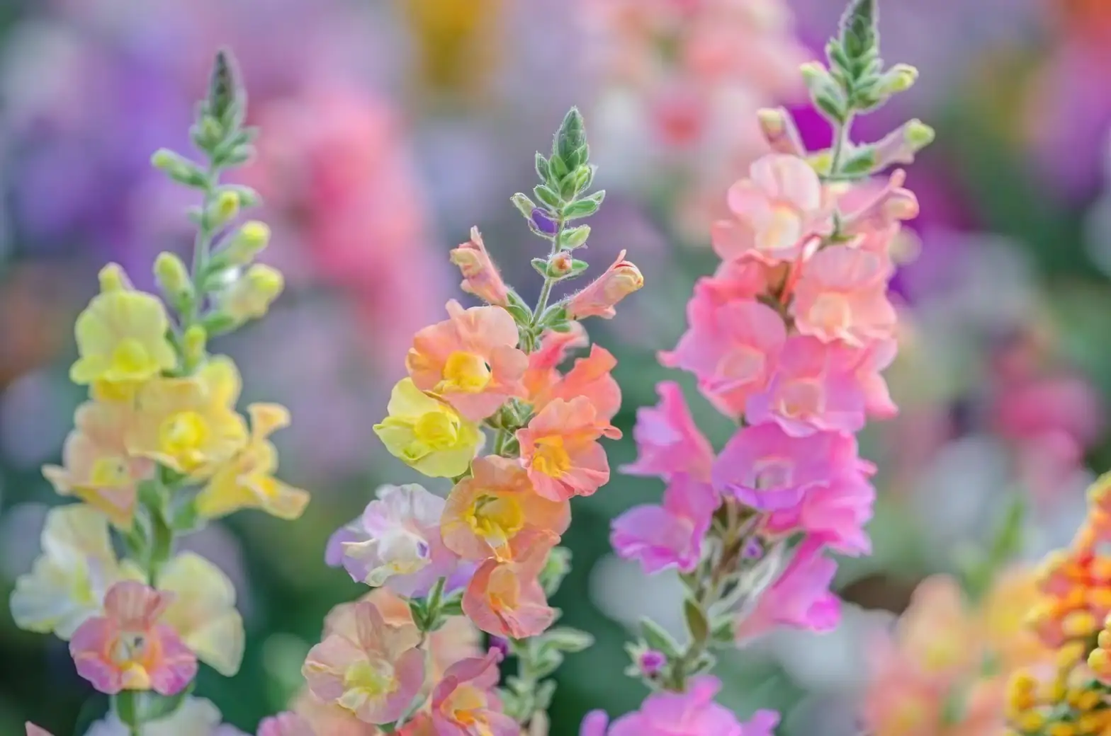 snapdragon flowers vibrant colors