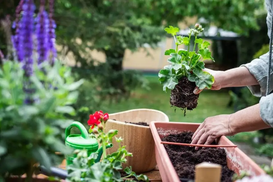 loosening soil in potted plant