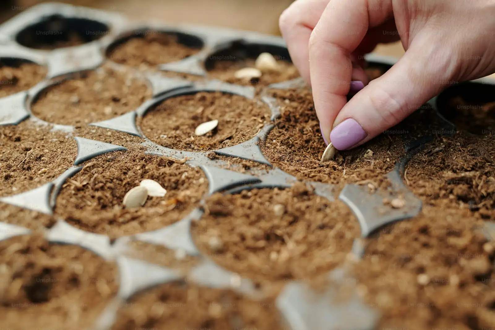 peat soil in gardening