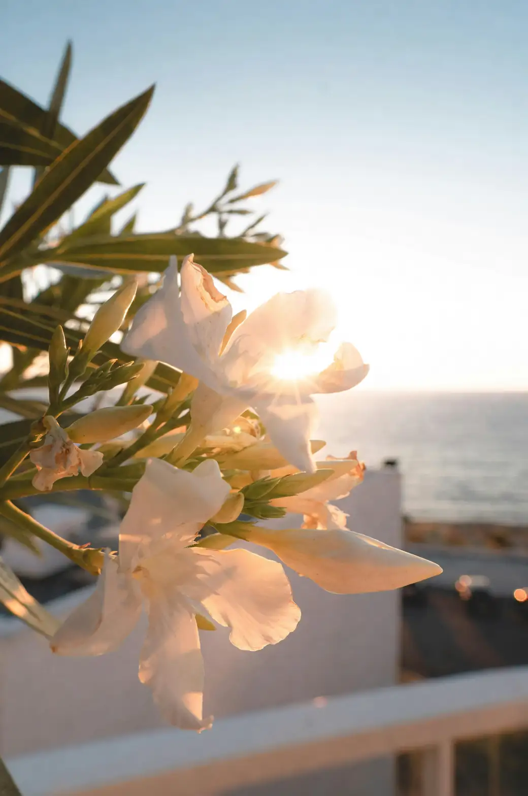 balcony plants with sunlight