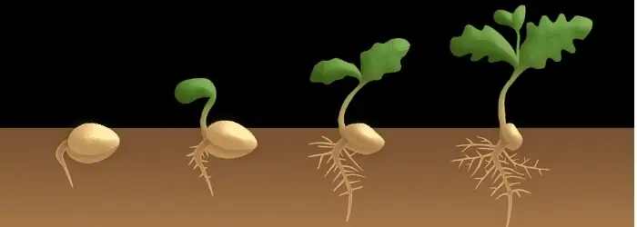 seed germination process