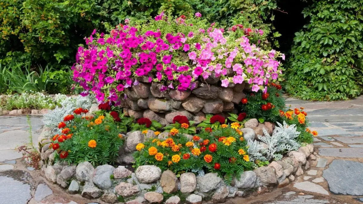 marigold and petunia flower bed