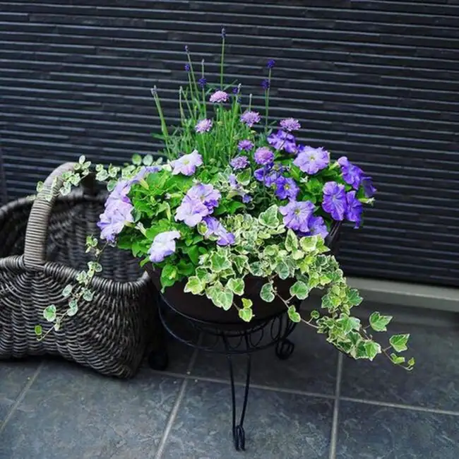salvia and petunia garden pattern