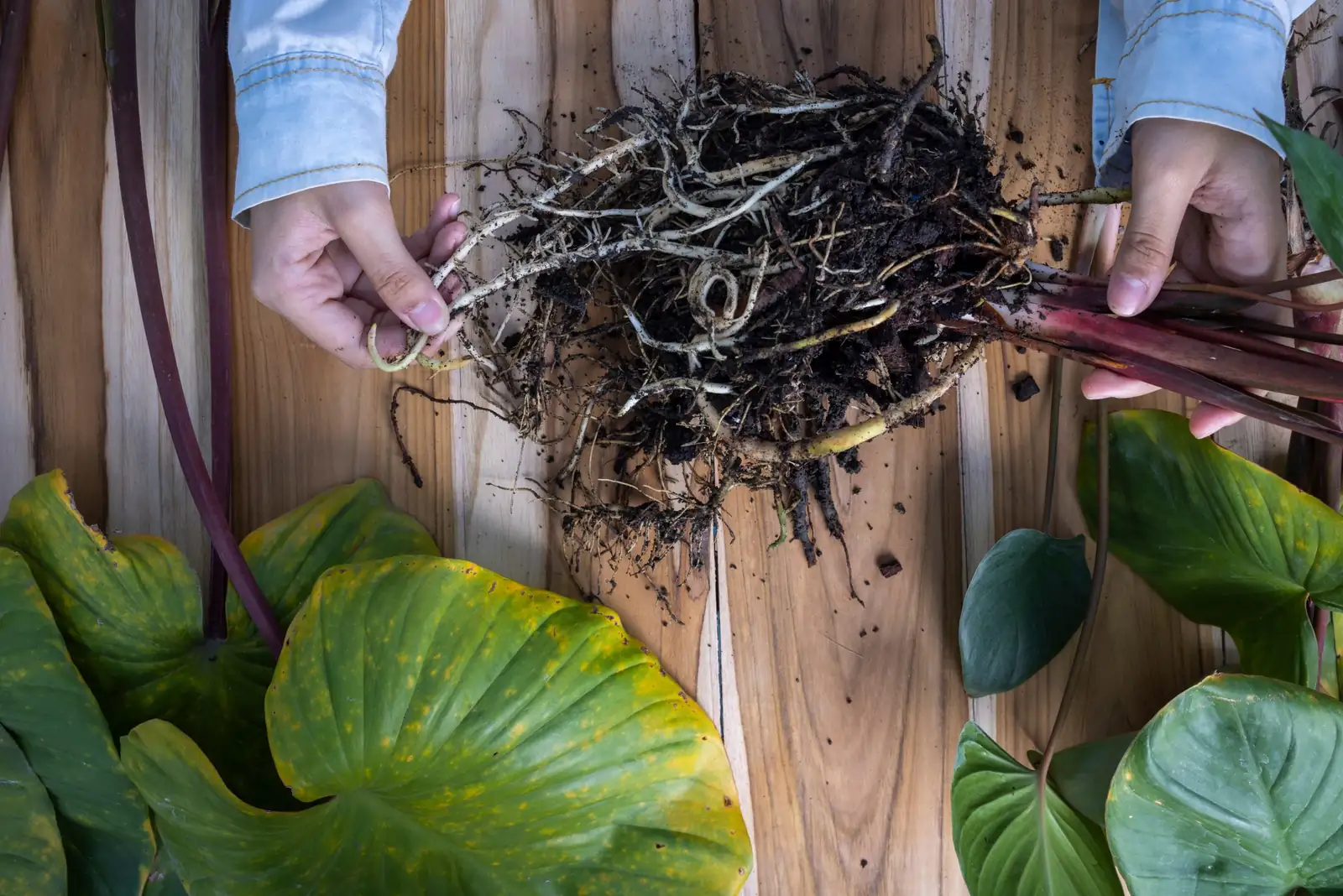 plant root rot disease