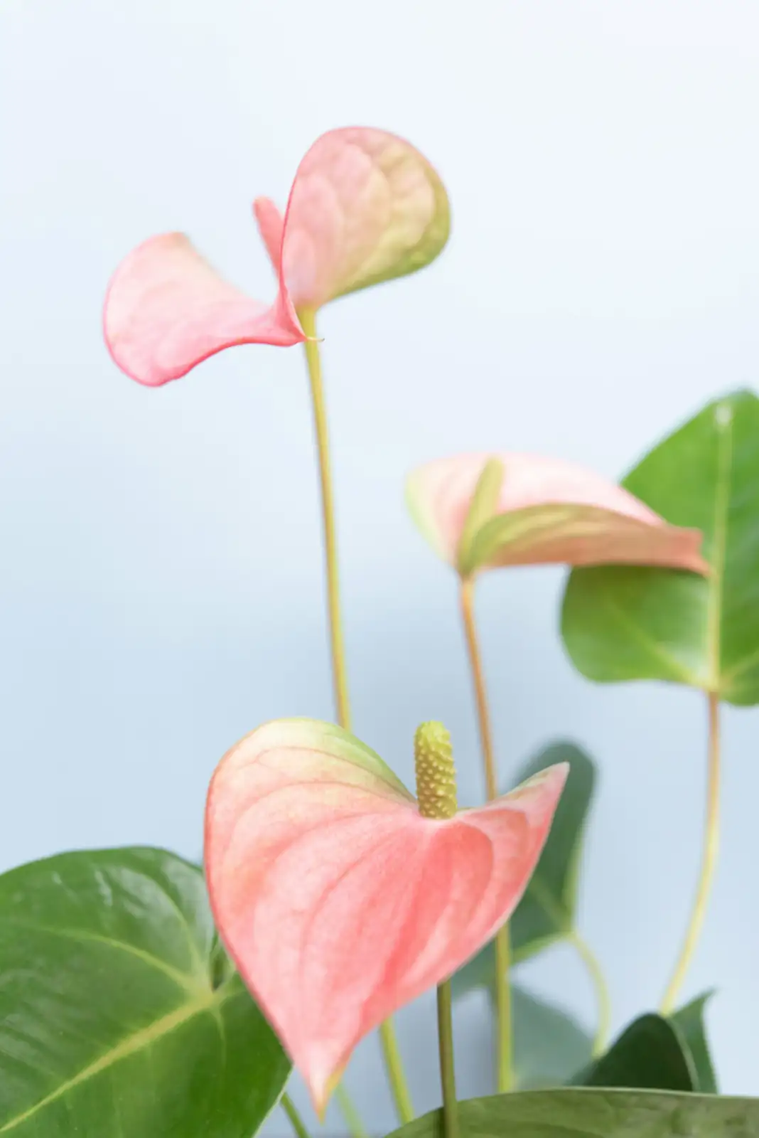 anthurium hydroponic setup