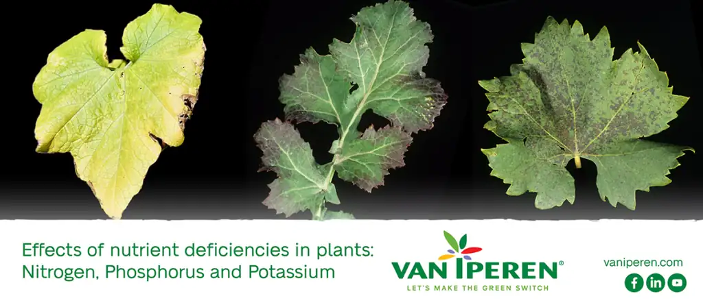 nutrient-deficient plant