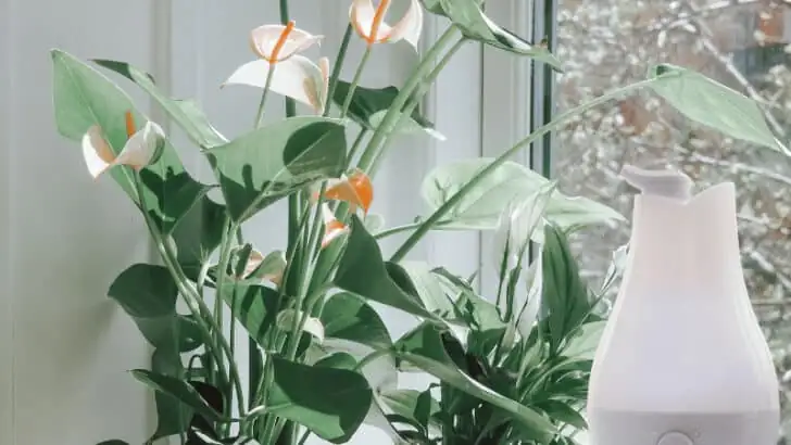 anthurium in humid environment