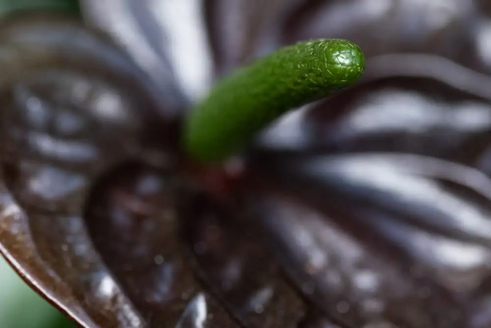 anthurium spadix close-up