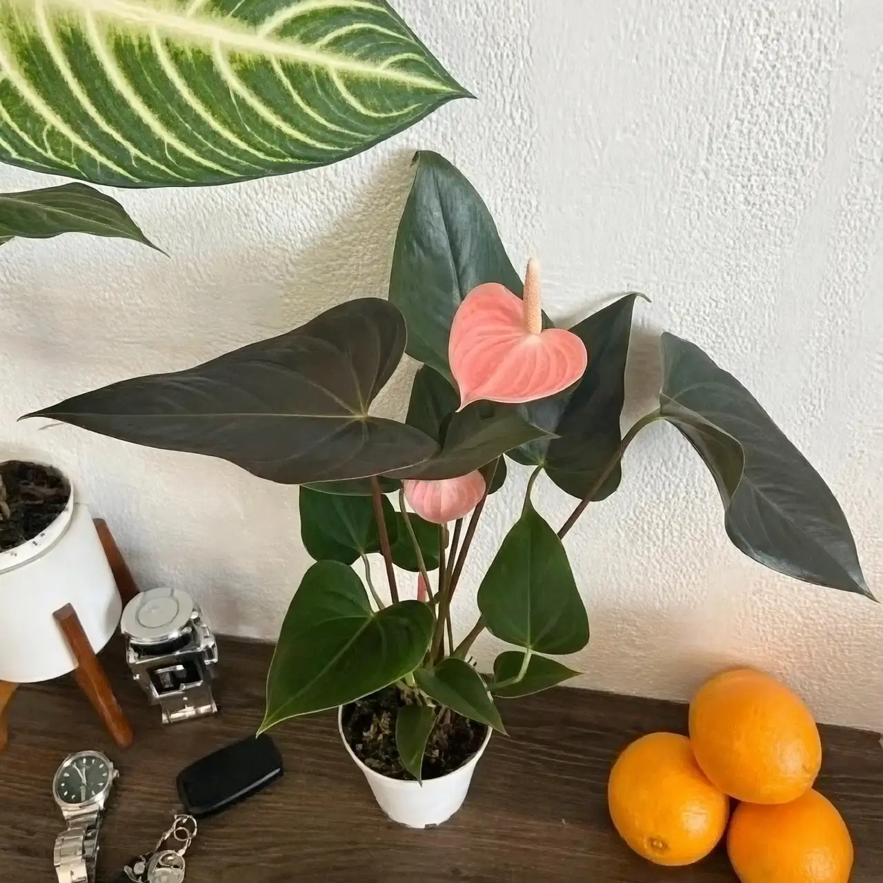 anthurium in home decor