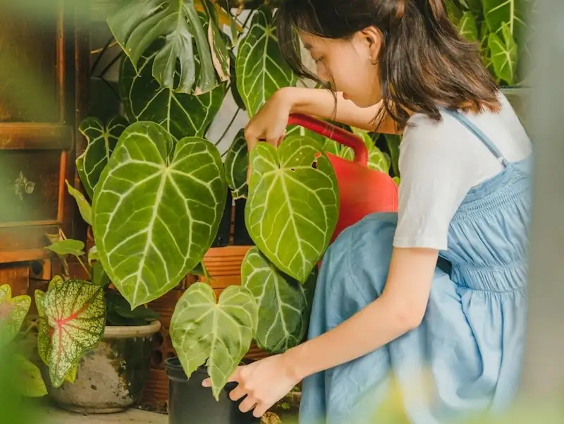 anthurium care watering