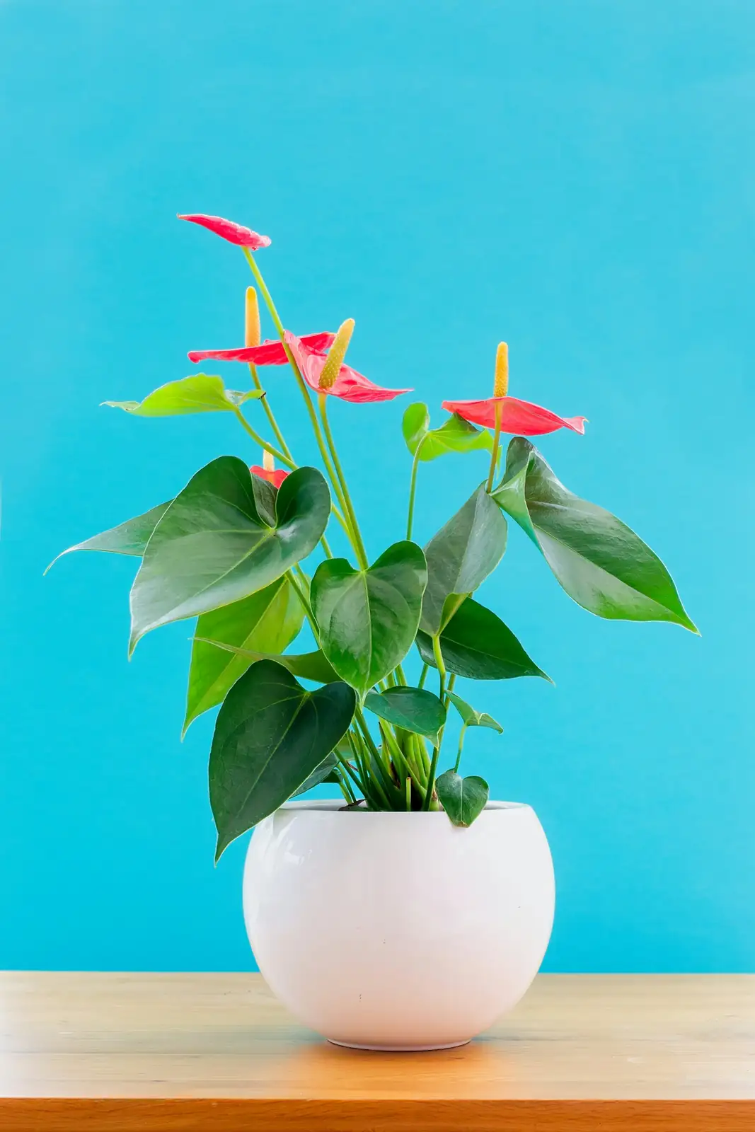 anthurium in bright indoor setting