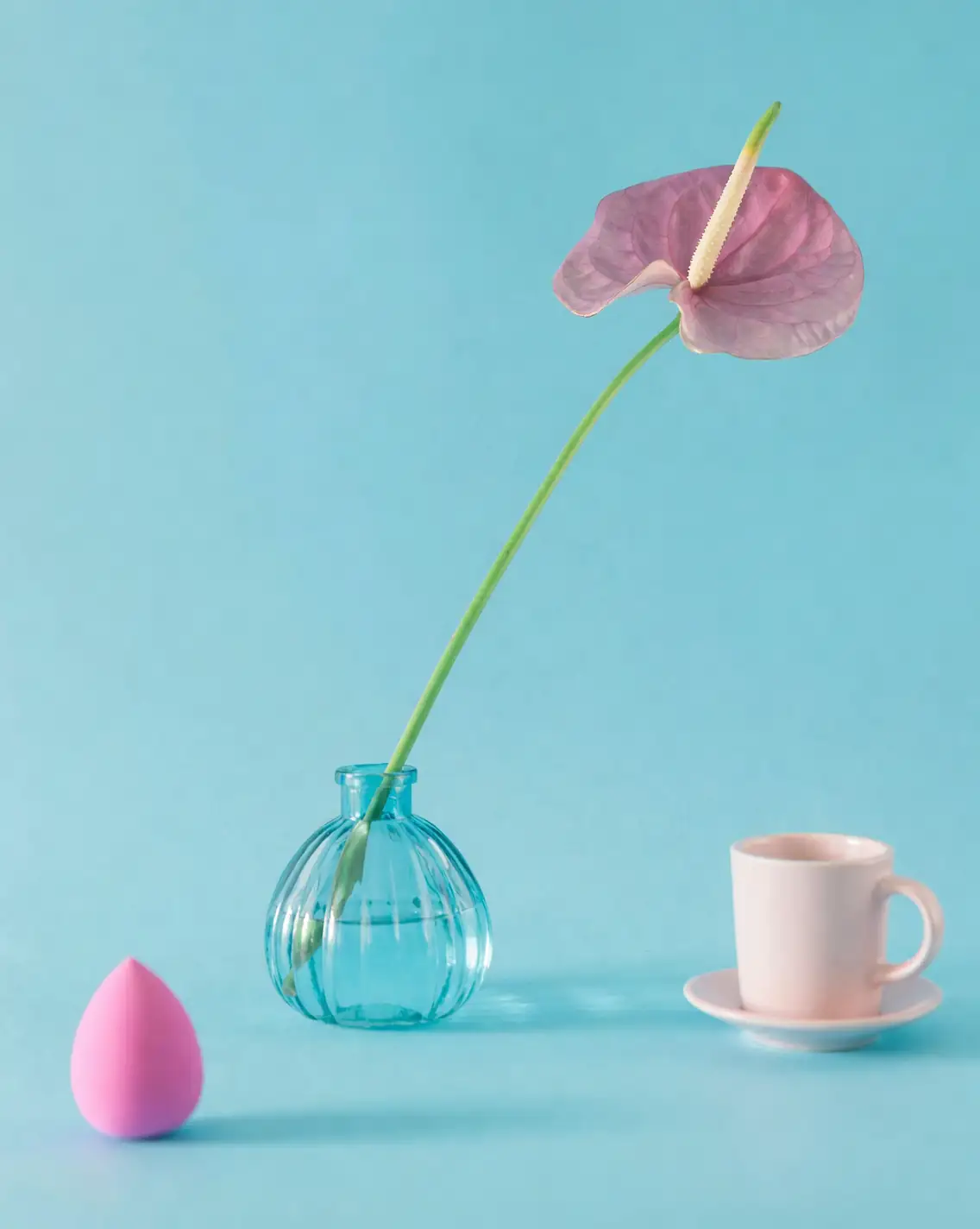 anthurium propagation process