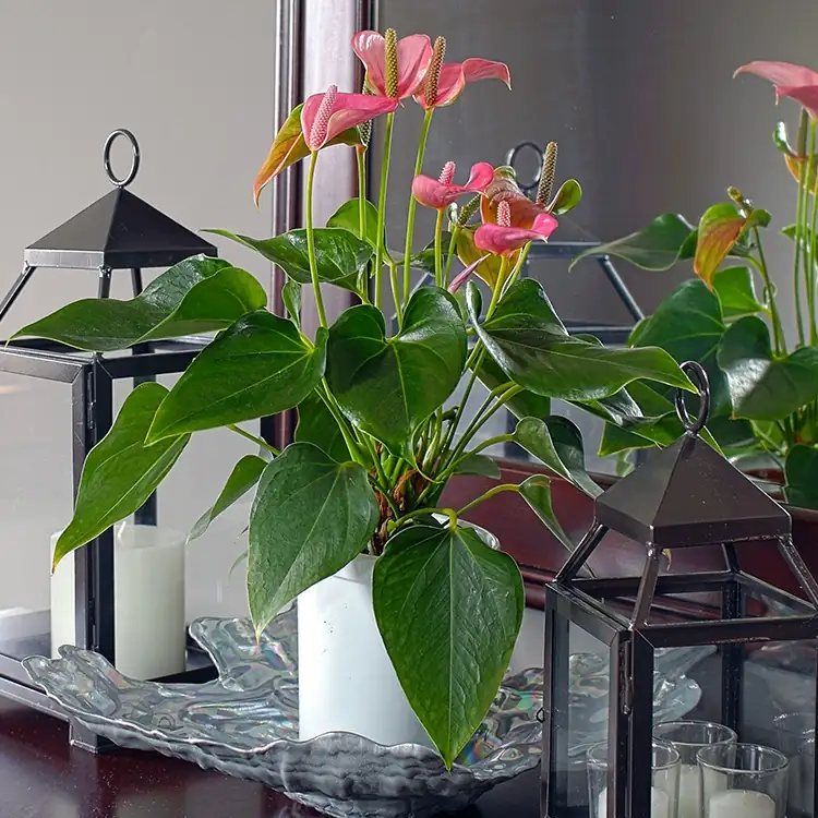 anthurium living room decor