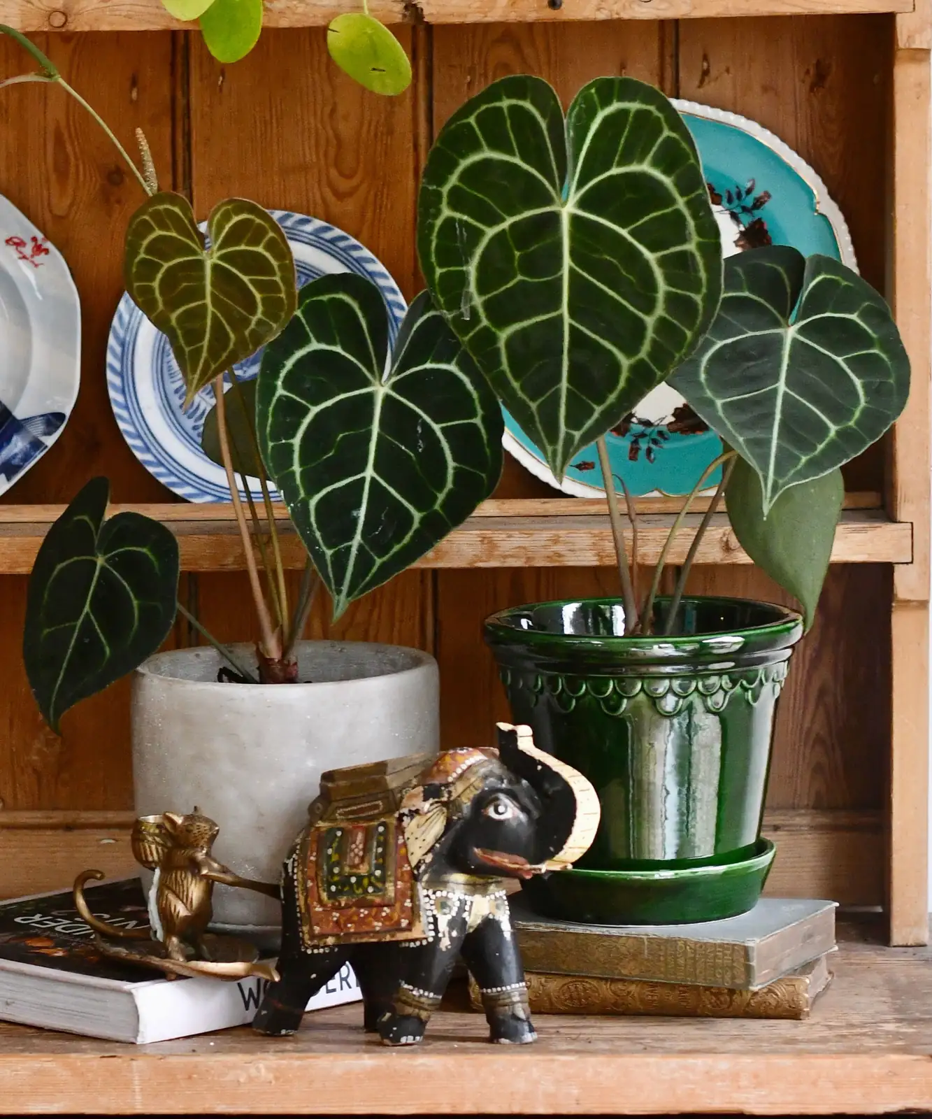 anthurium feng shui placement