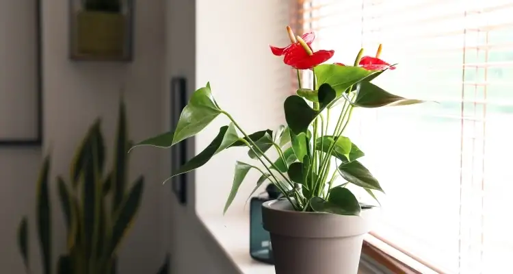 anthurium sunlight window