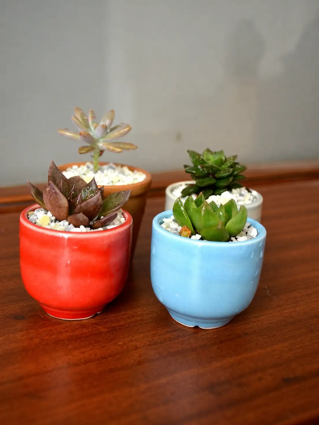 succulents in ceramic pots