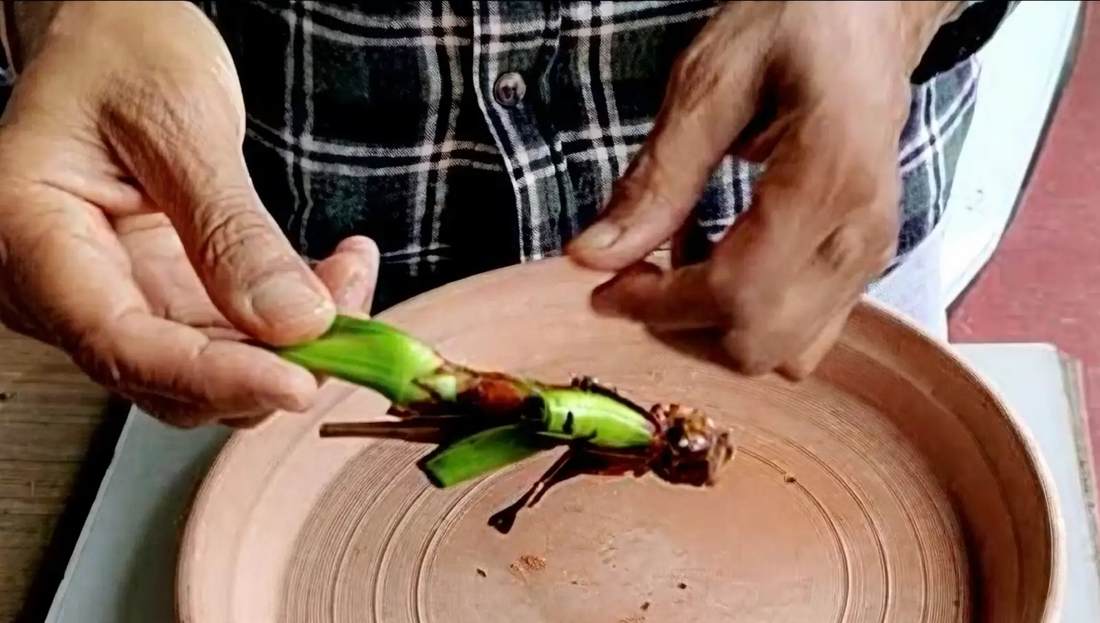 anthurium cutting propagation