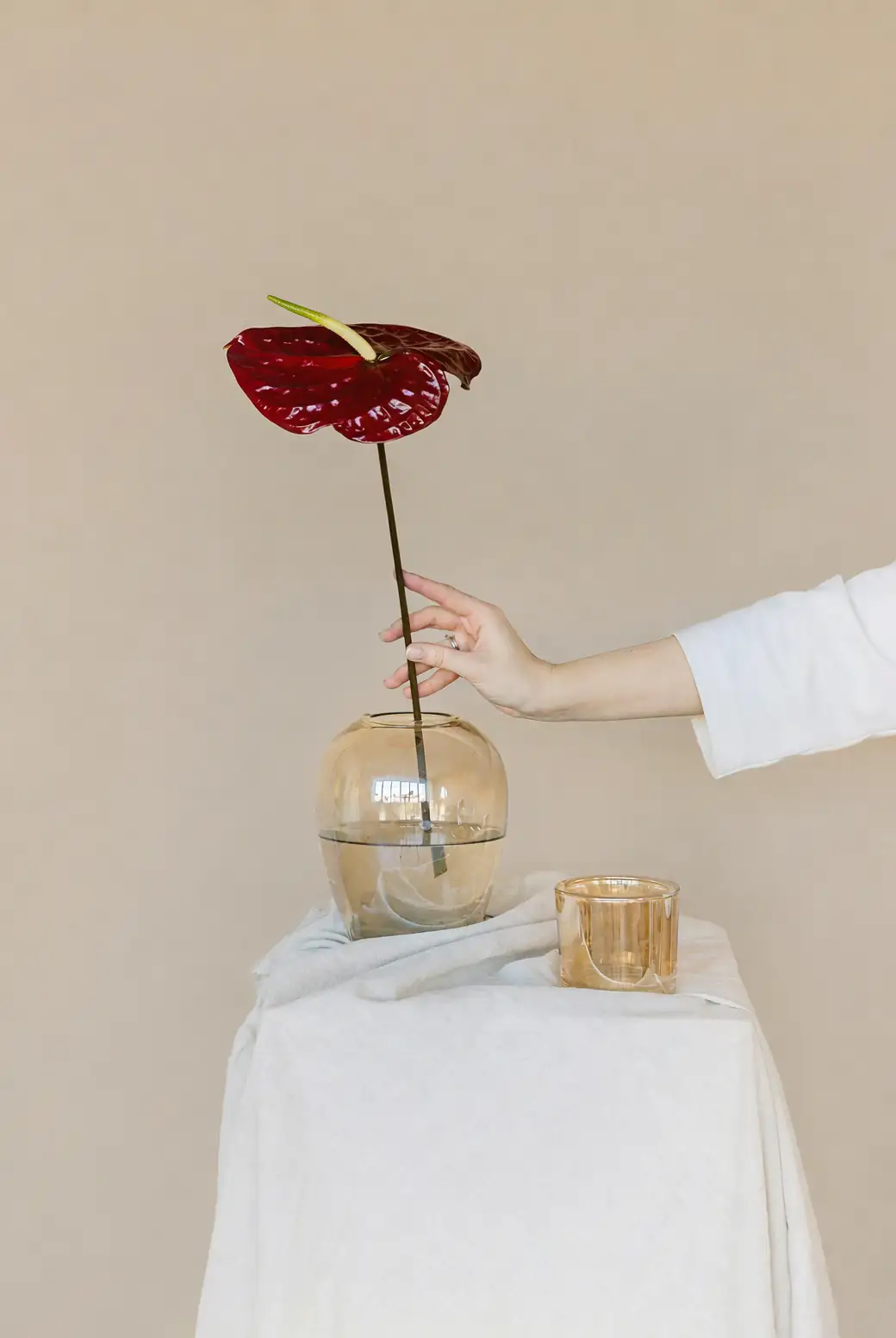 anthurium hydroponic setup