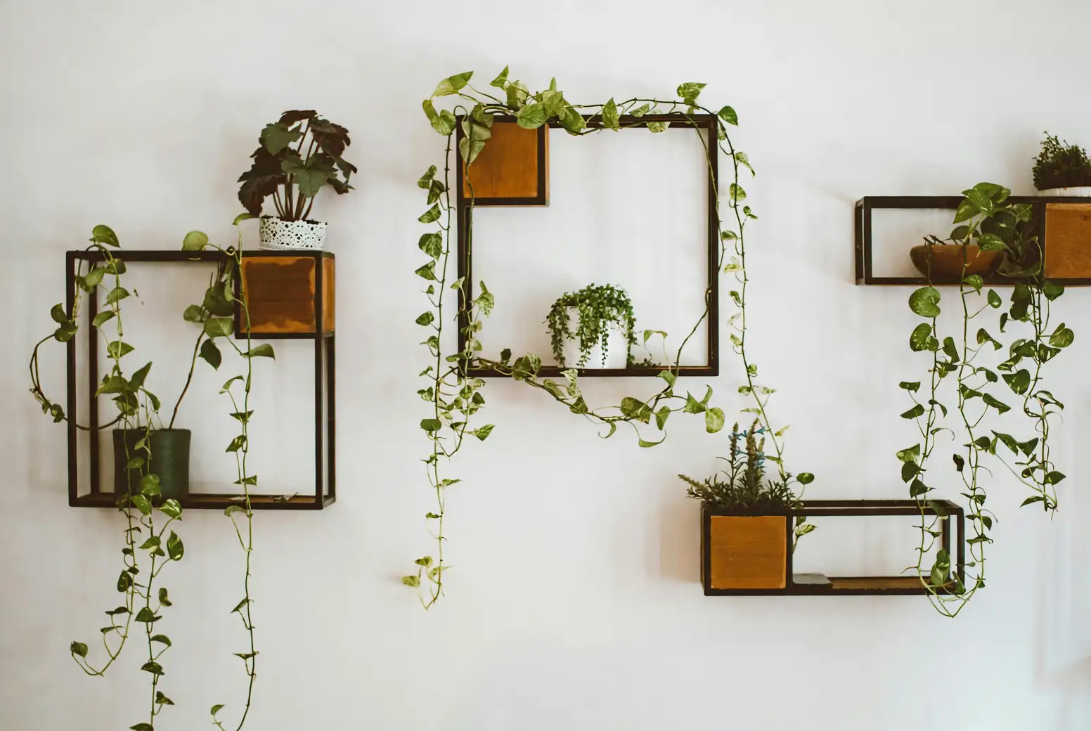 anthurium with ivy and pothos
