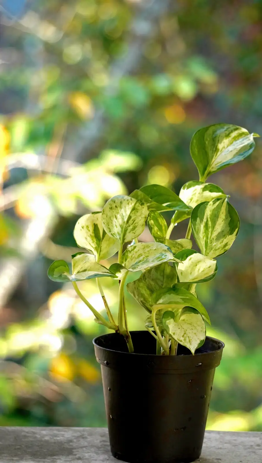 pothos in balanced pot