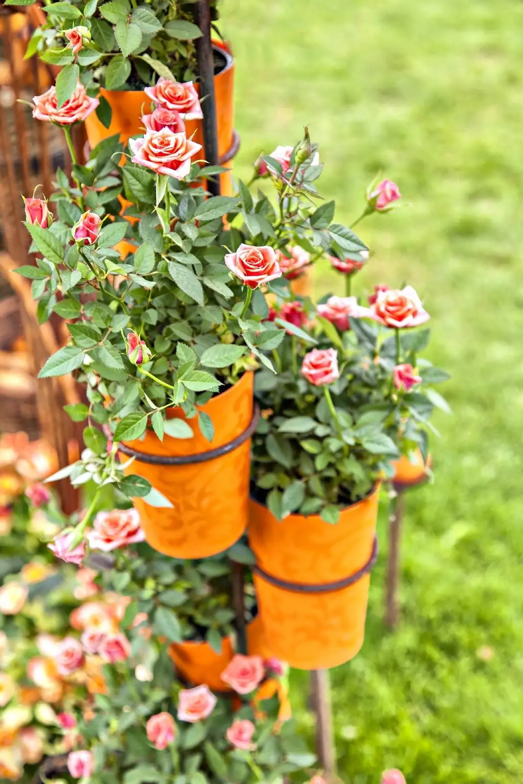 rose bush in medium pot