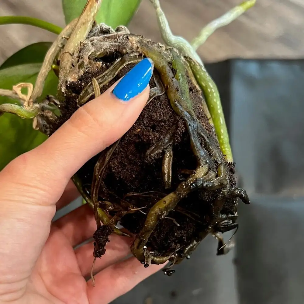 overwatered plant with root rot