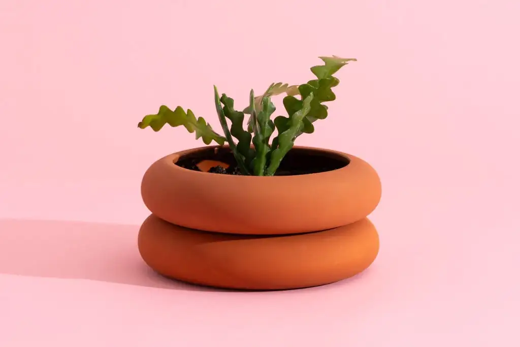 right-sized pot for plant