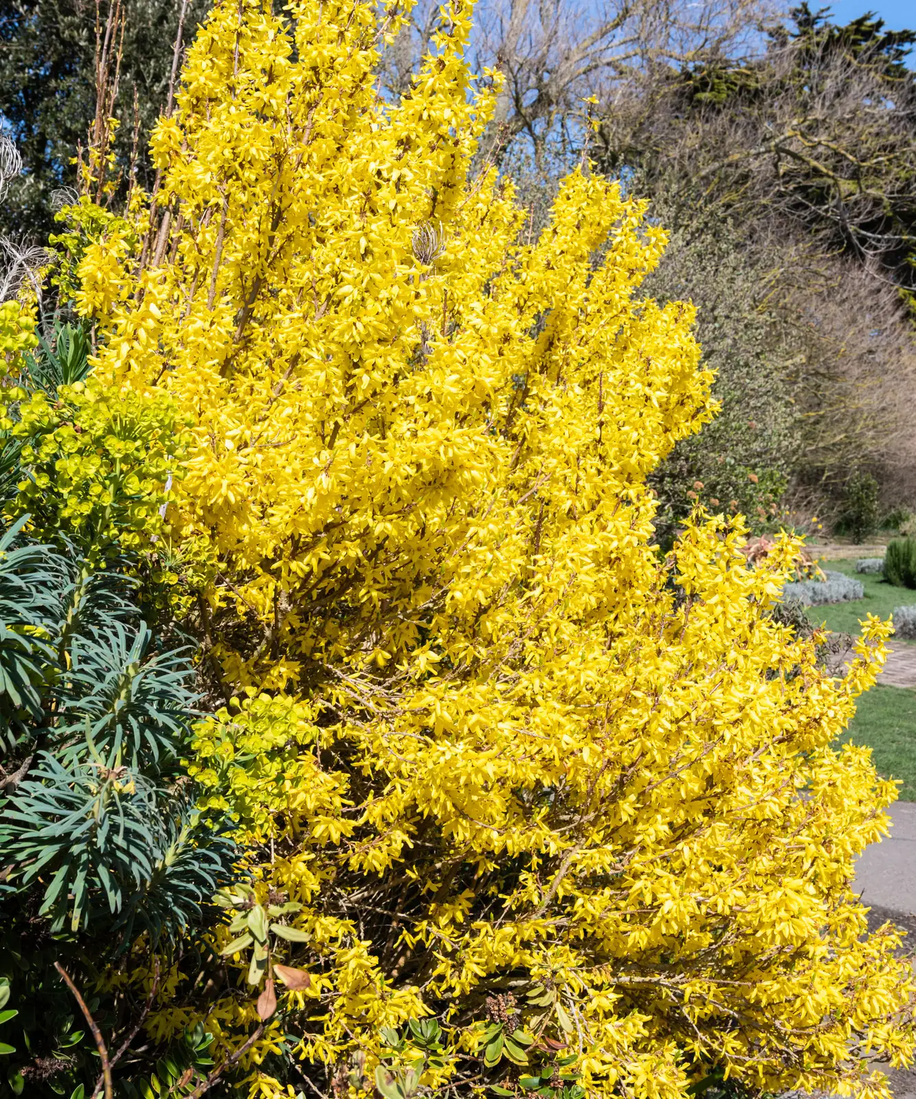 forsythia planting sunny spot