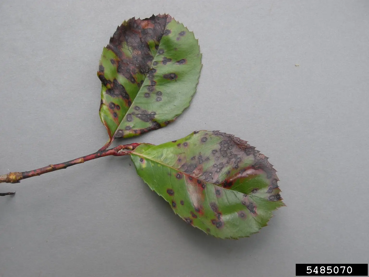 forsythia leaf spot disease