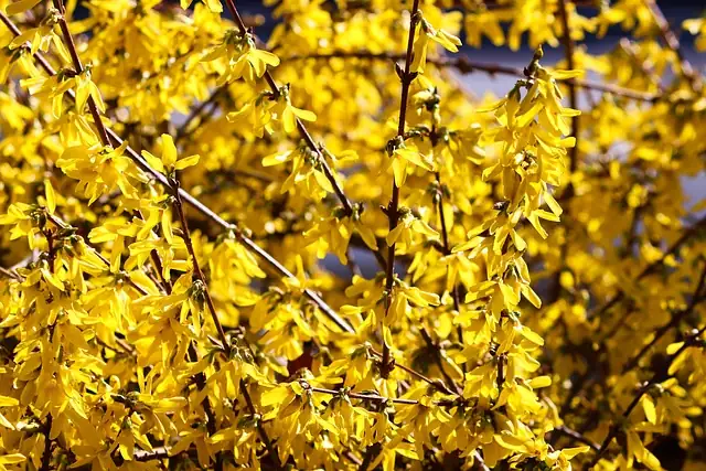 forsythia branches arching garden