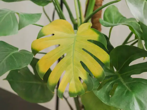 如何拯救你那逐渐枯黄的盆栽叶片？
