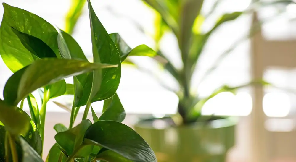 indoor plant sunlight exposure