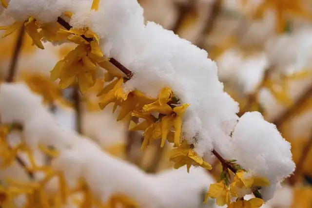 forsythia in snowy landscape