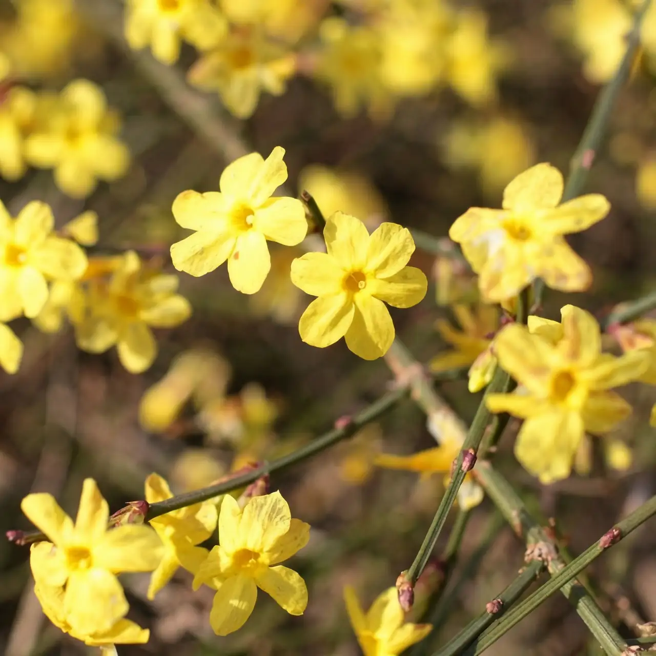 forsythia vs winter jasmine comparison