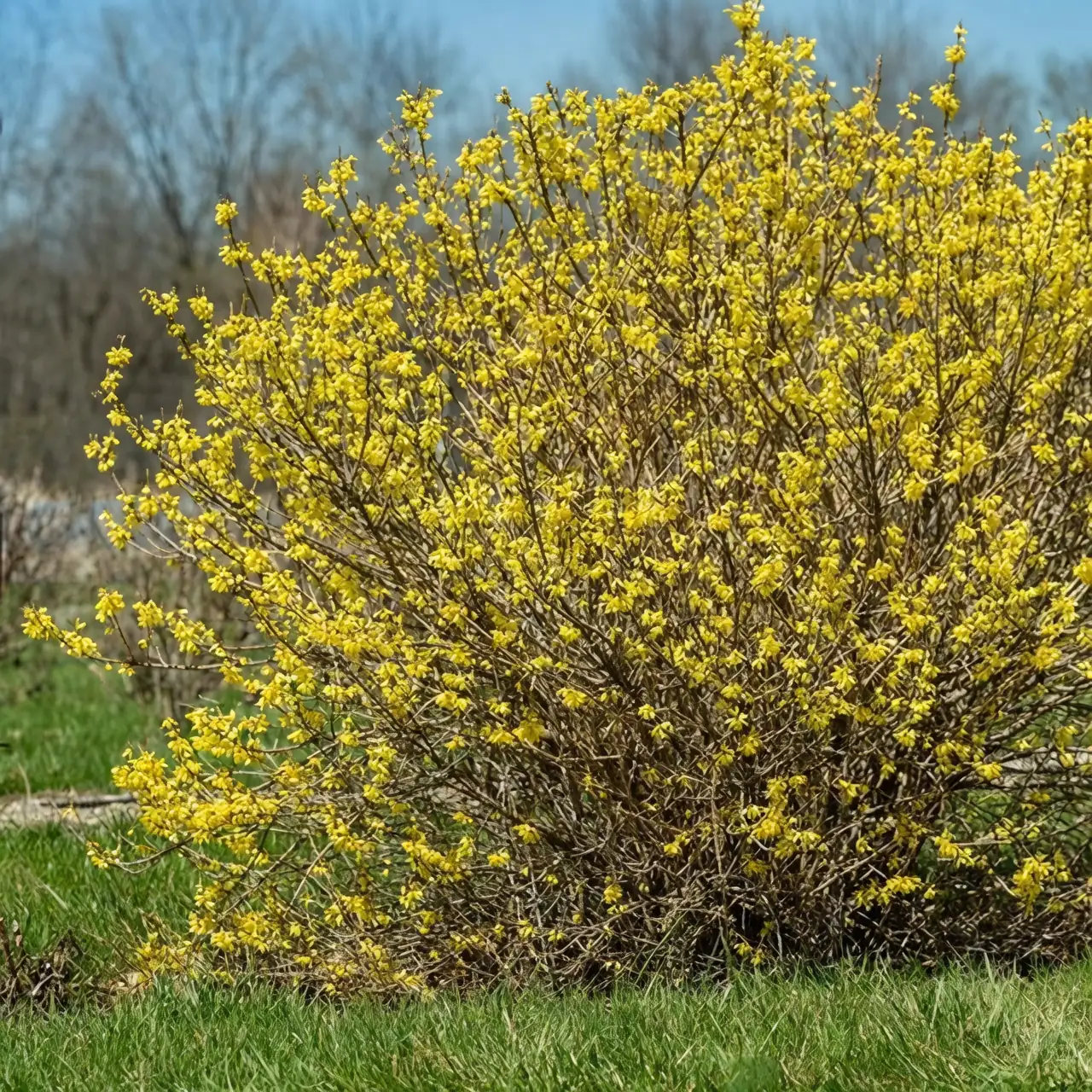 forsythia resilient growth hillside
