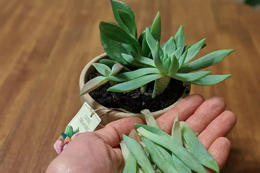 succulent plant dropping leaves