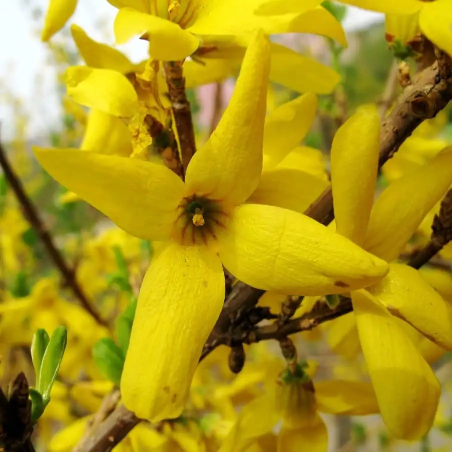 forsythia medicinal uses herbs